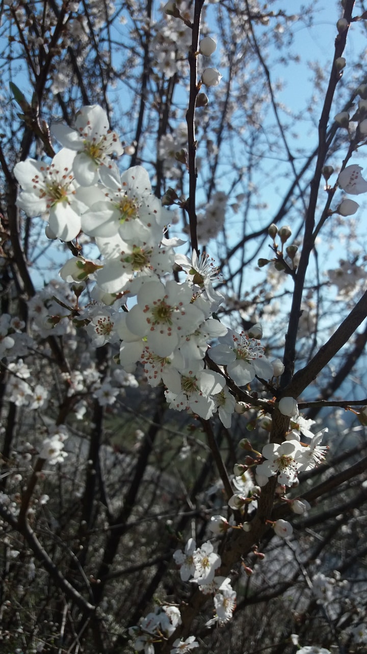 Love, Flowers, Wallpapers And Lockscreen - Cherry Blossom , HD Wallpaper & Backgrounds