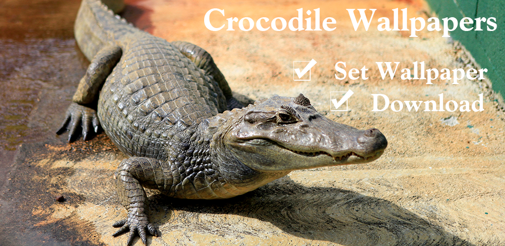 Crocodile Born In 1925 , HD Wallpaper & Backgrounds