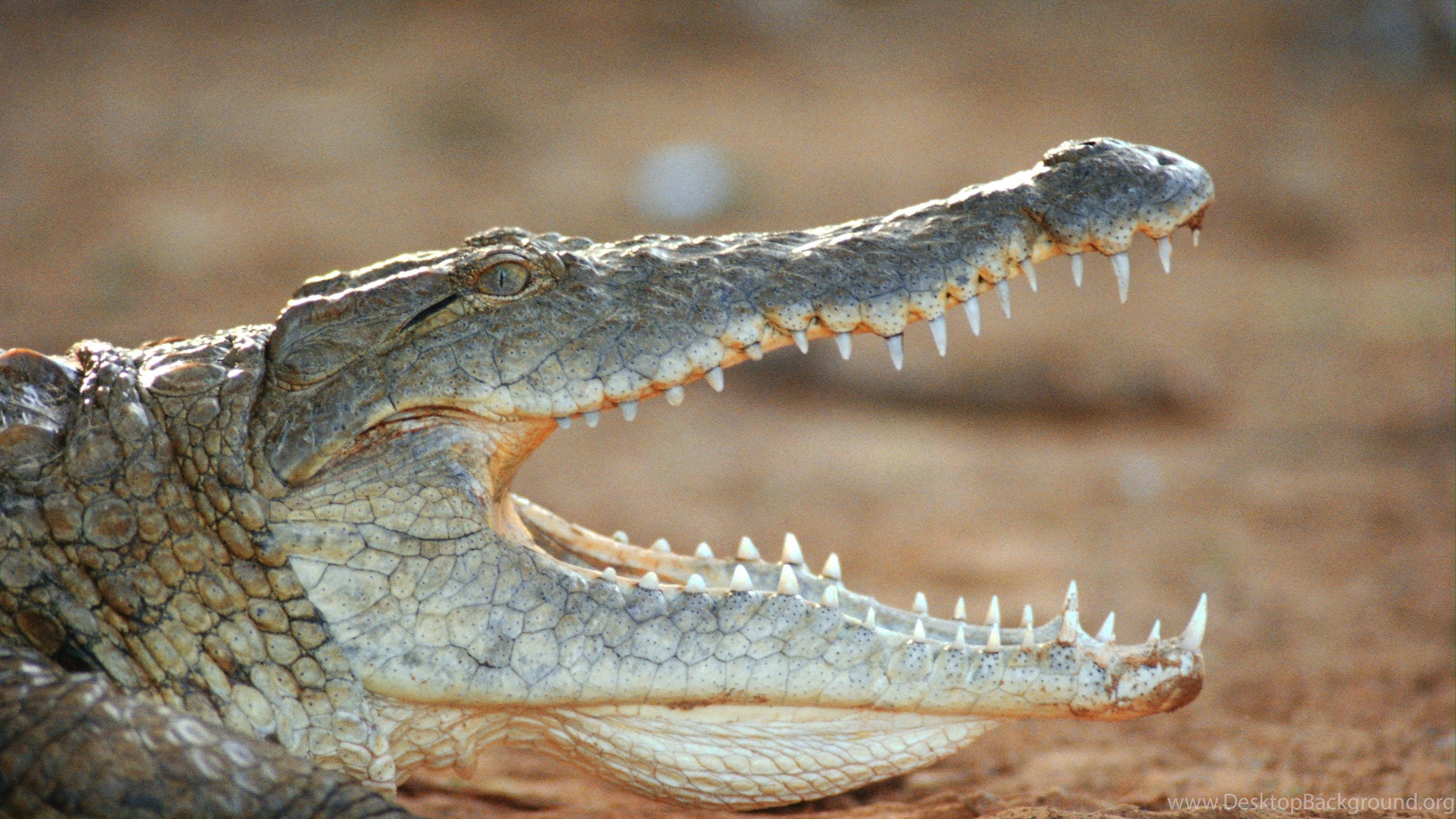 72 Crocodile Hd Wallpapers - Australian Reptiles , HD Wallpaper & Backgrounds