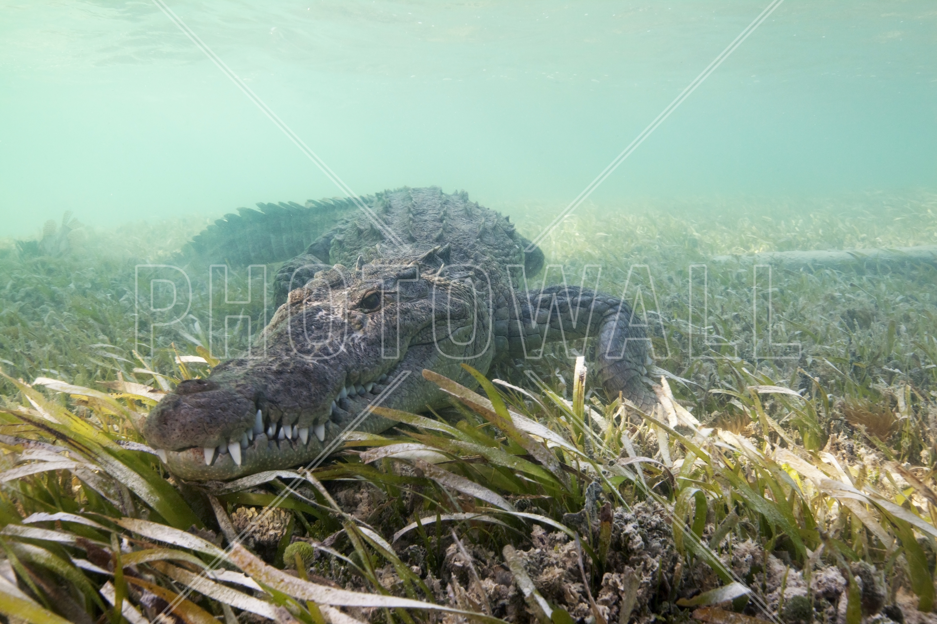 American Crocodile - Wallpaper - Underwater , HD Wallpaper & Backgrounds