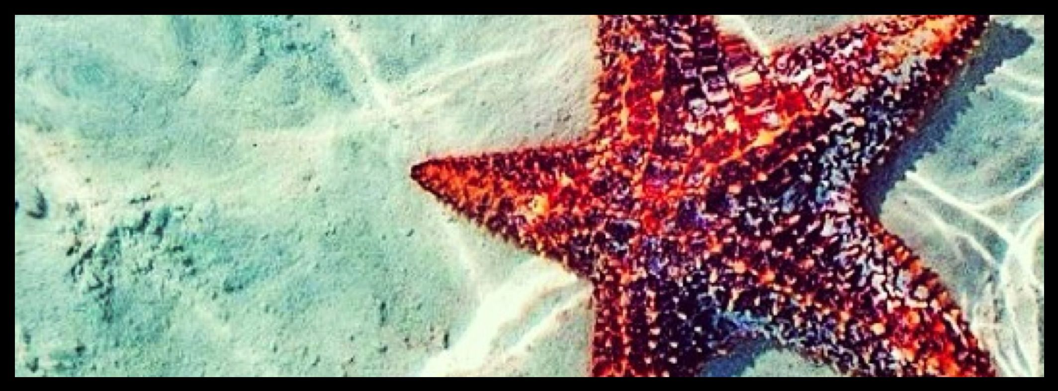 Starfish , HD Wallpaper & Backgrounds