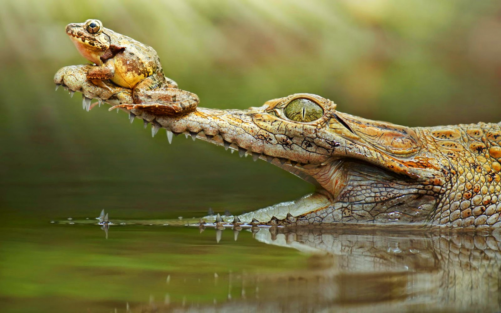 Animal Wallpaper Crocodile Frog - Crocodile Wallpaper Hd , HD Wallpaper & Backgrounds