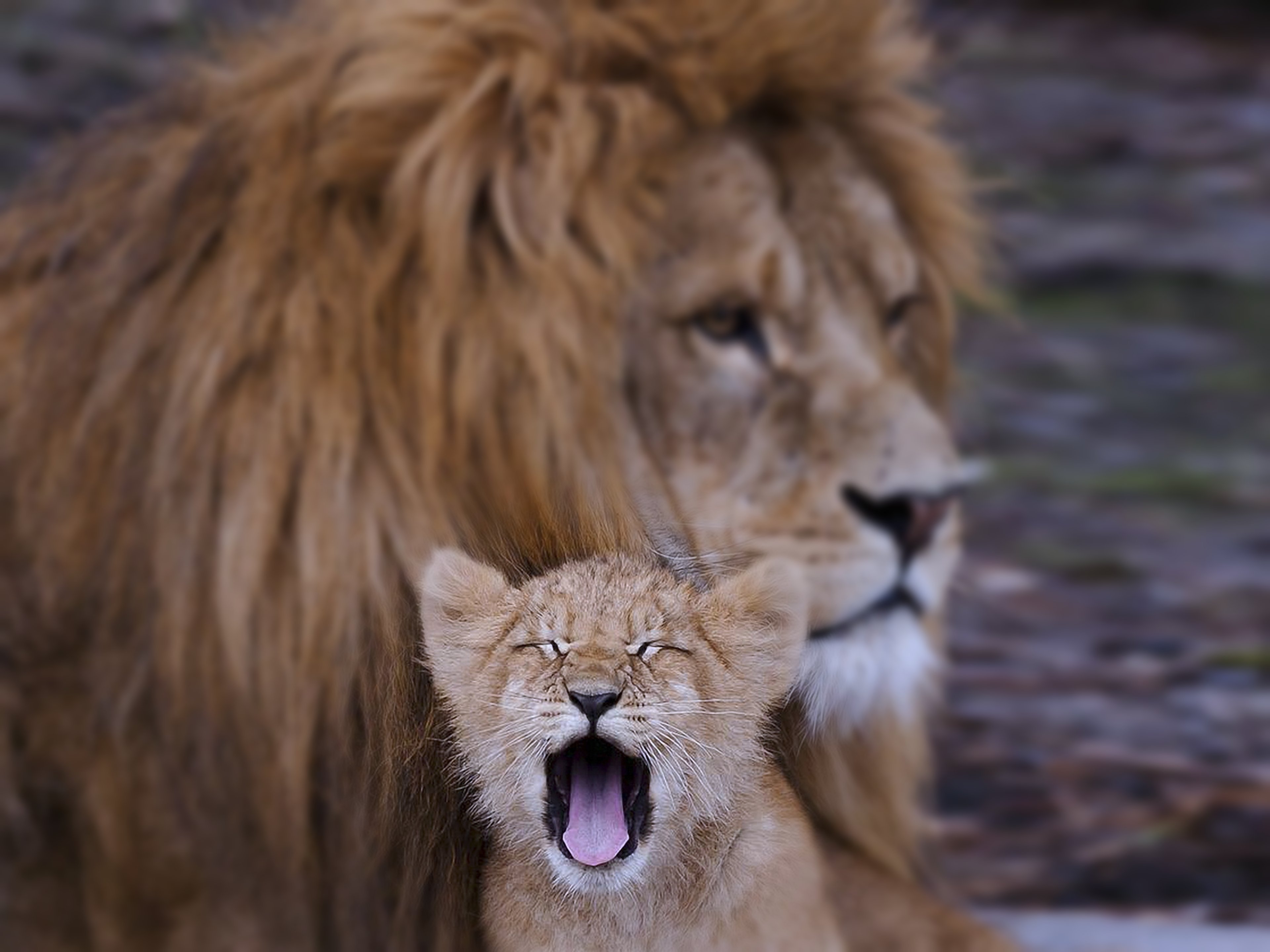 Lion Cub Animals Family Kids Dad Father Son Predators - Lions Father And Son , HD Wallpaper & Backgrounds