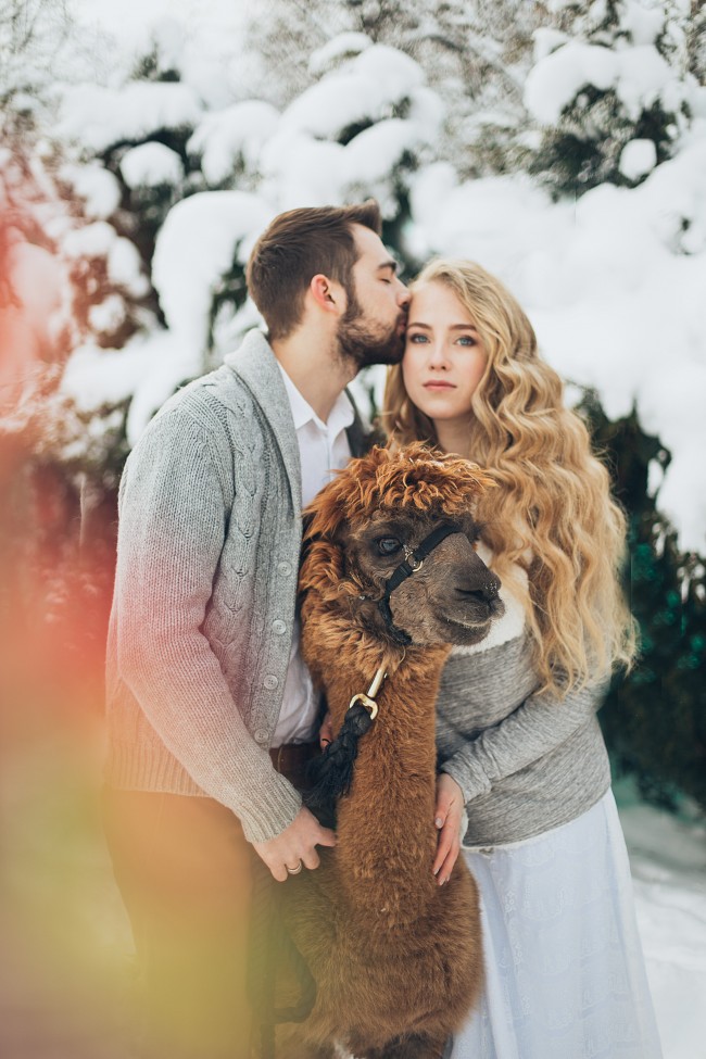 Cute Couple, Photoshoot, Llama, Snow, Blonde, Winter - Cute Photo Shoot Of Couple , HD Wallpaper & Backgrounds