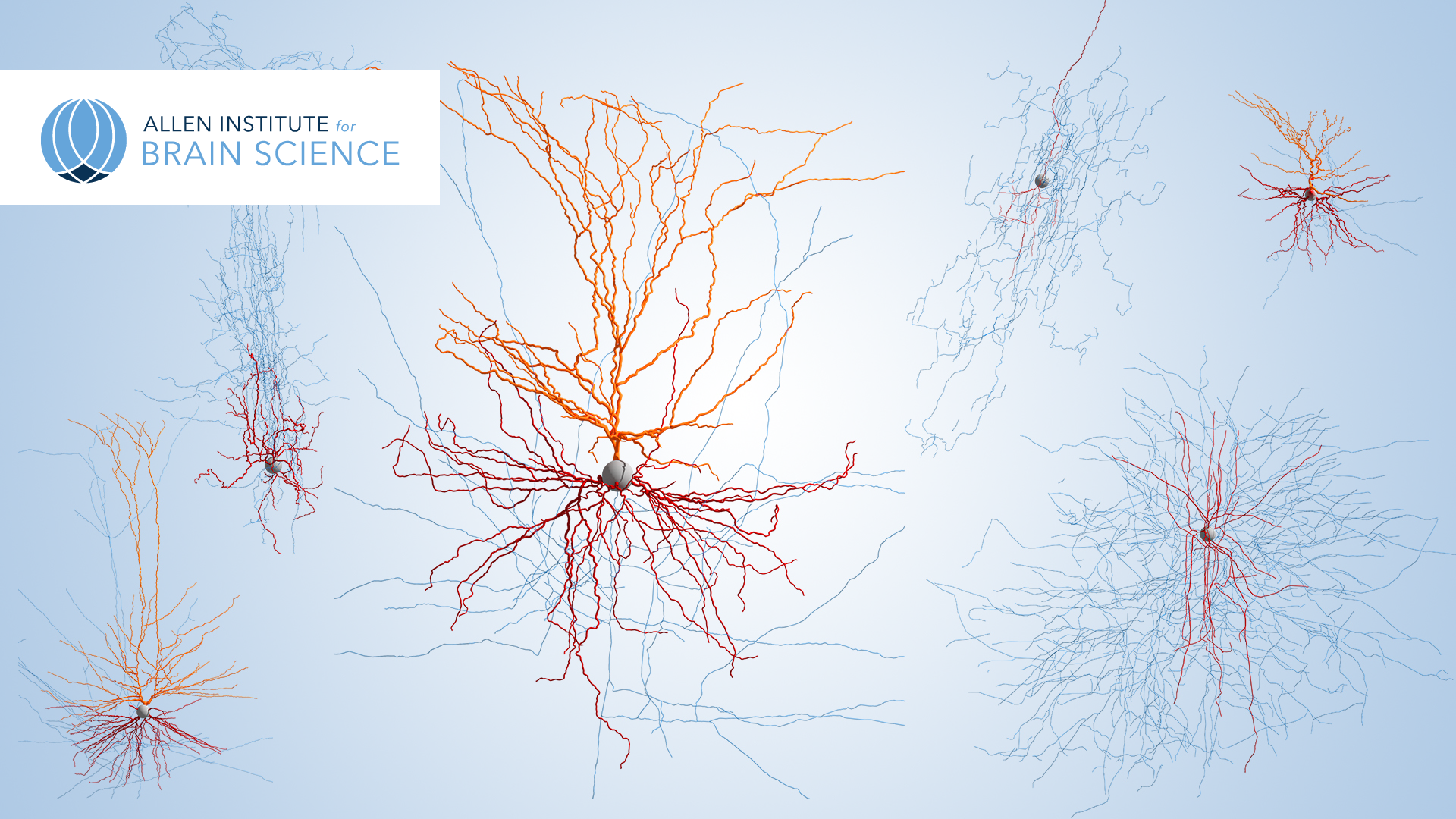 Neurons Humans Brain , HD Wallpaper & Backgrounds