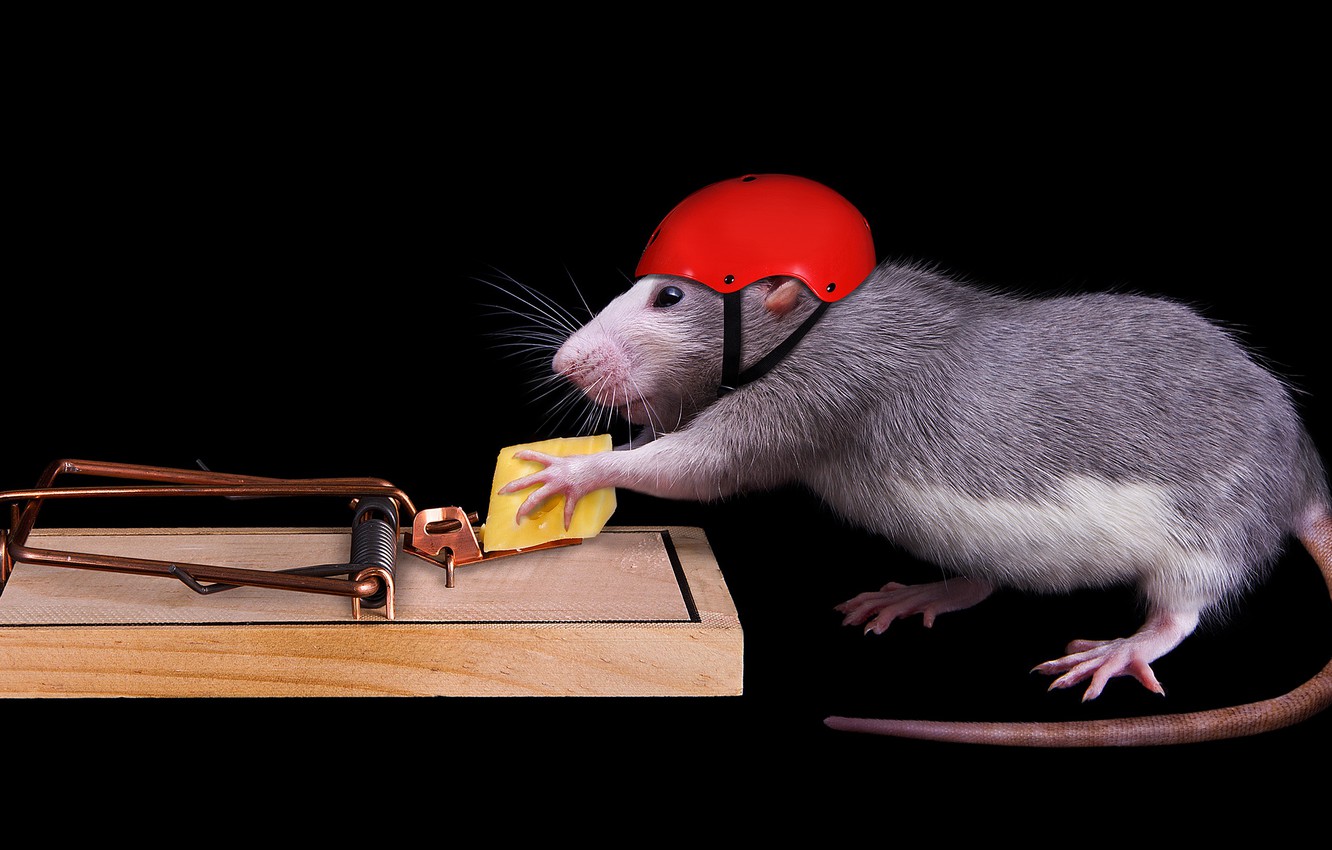 Photo Wallpaper Mouse, Cheese, Mousetrap, Black Background, - Desktop Rat , HD Wallpaper & Backgrounds