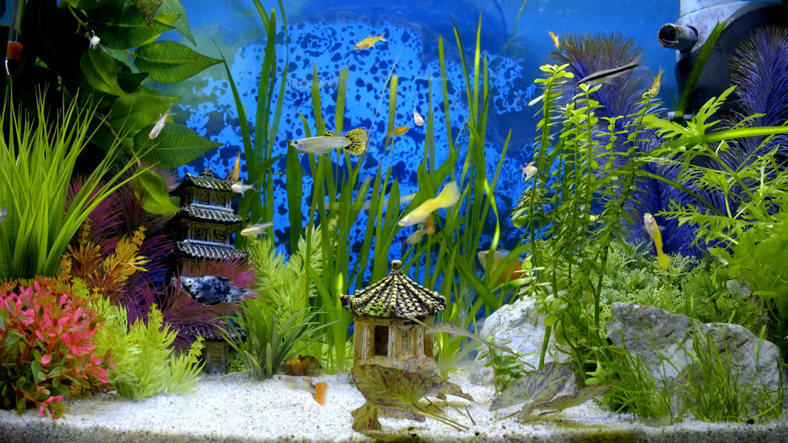 High Resolution Background Aquarium , HD Wallpaper & Backgrounds