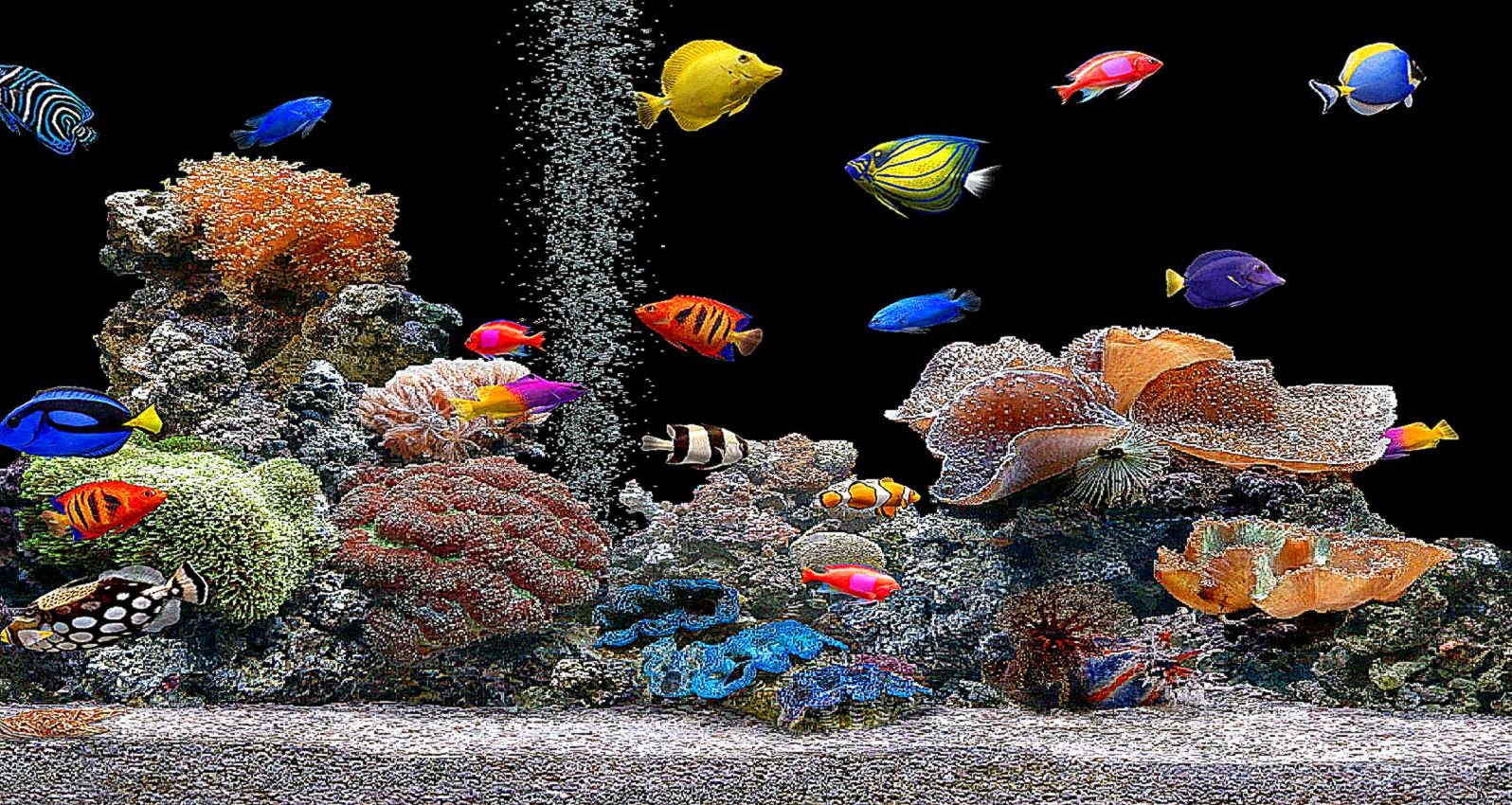 3d Fish Aquarium Screensaver Wallpaper Best Wallpaper - Lots Of Fish In A Tank , HD Wallpaper & Backgrounds