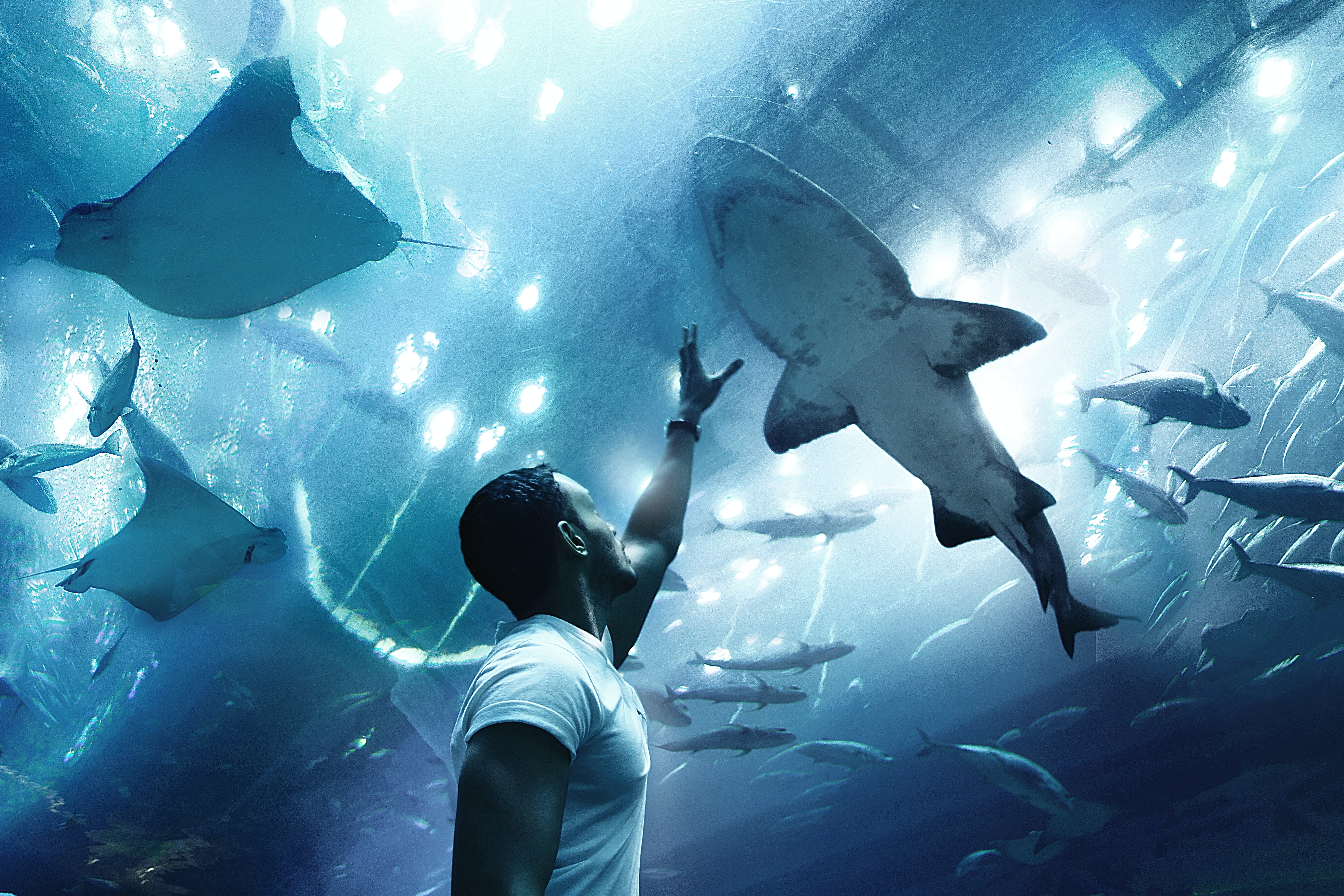 Dubai Aquarium , HD Wallpaper & Backgrounds
