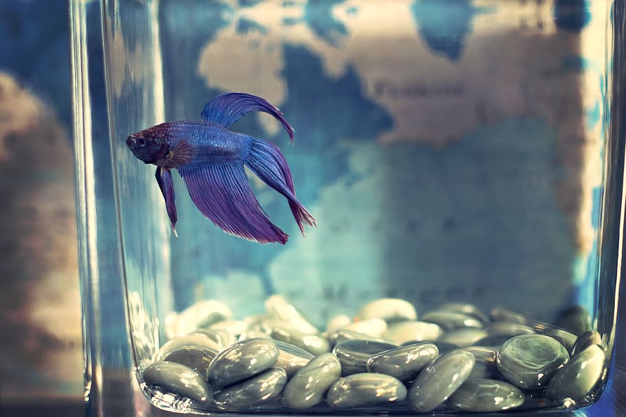 Selective Focis Photo Of Blue Betta Fish, Animal, Aquarium, - Blue Betta Fish In Tank , HD Wallpaper & Backgrounds