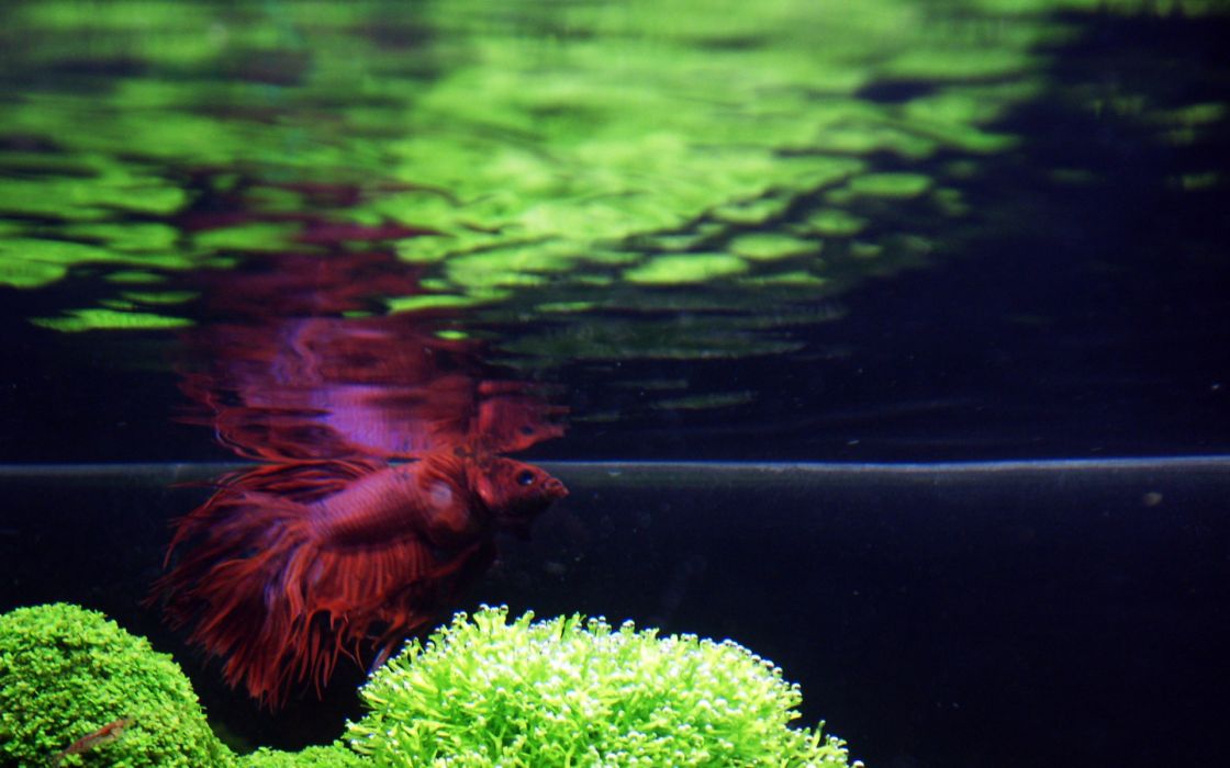 Fish Aquarium Cockerel Reflection Plants Underwater - Aquarium , HD Wallpaper & Backgrounds
