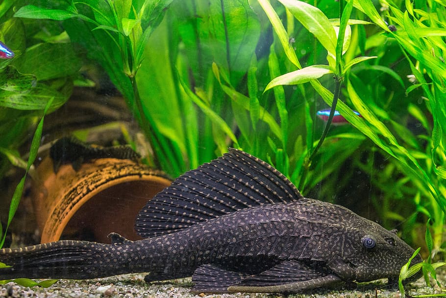 Black Armoured Cat Fish Inside Of Fish Tank, Aquarium, - Fish That Clean Tanks , HD Wallpaper & Backgrounds