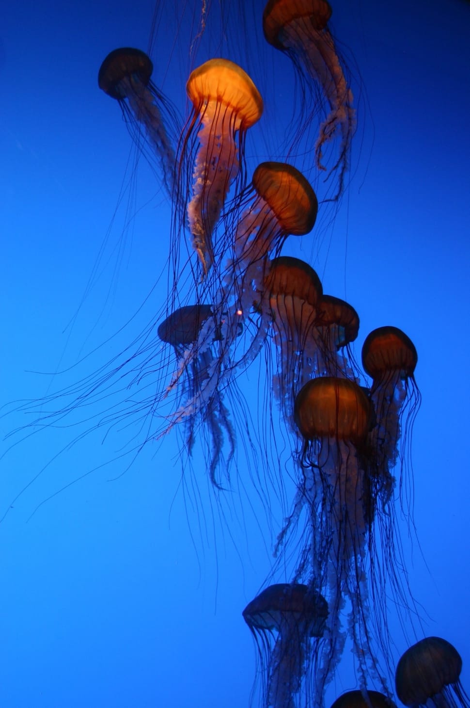Blue, Jelly Fish, Aquarium, Fish Tank, Underwater, - Jaleas De Mar , HD Wallpaper & Backgrounds