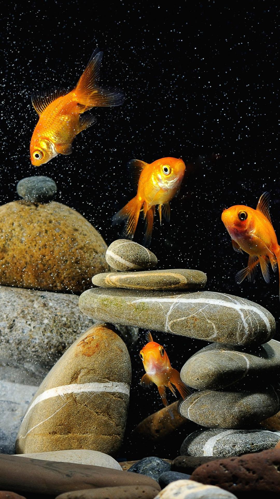 Iphone Wallpaper Hd Fish Tank , HD Wallpaper & Backgrounds