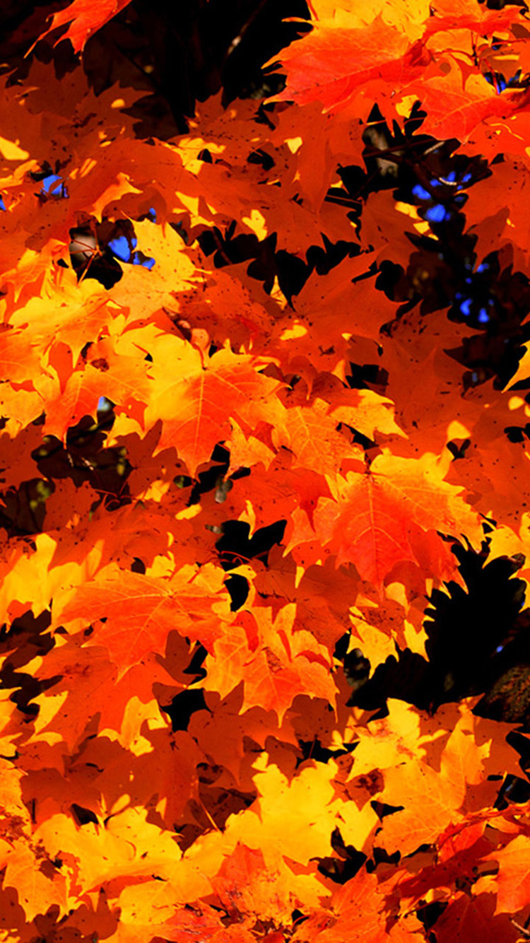Fall Leaves Iphone Wallpaper - Mobile Phone , HD Wallpaper & Backgrounds