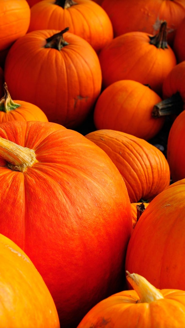 Autumn Pumpkins Iphone 5 Wallpaper - Pumpkin Background Hd , HD Wallpaper & Backgrounds