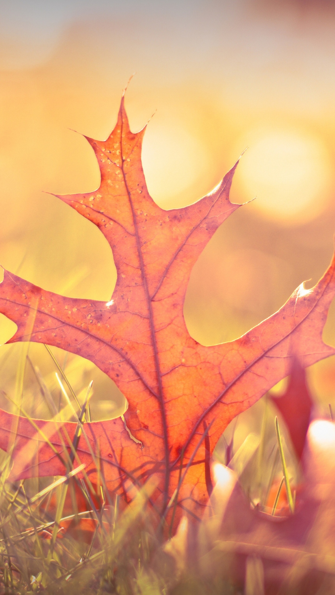 Fall Leaves Iphone 6 Plus Preview - Autumn Background For Ipad , HD Wallpaper & Backgrounds