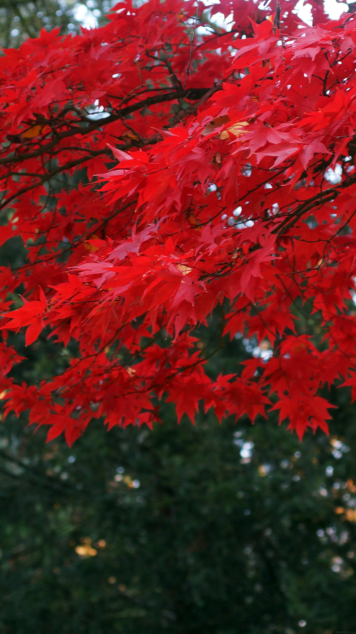 Iphone Plus Fond D écran Automne Iphone 8 310273 Hd