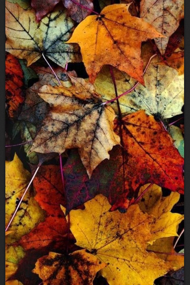 Autumn Colors , HD Wallpaper & Backgrounds