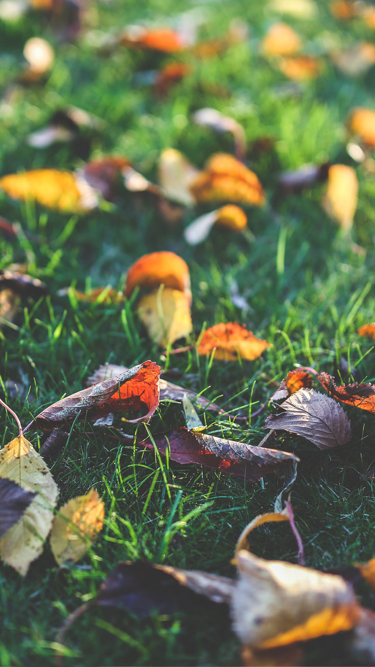Free Autumn Iphone Wallpaper Collection ☆ Download - Autumn Wallpapers Iphone , HD Wallpaper & Backgrounds