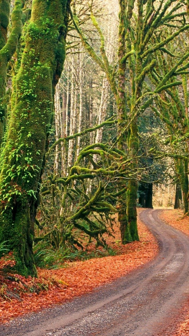 Olympic National Park Iphone (#310544) - HD Wallpaper & Backgrounds