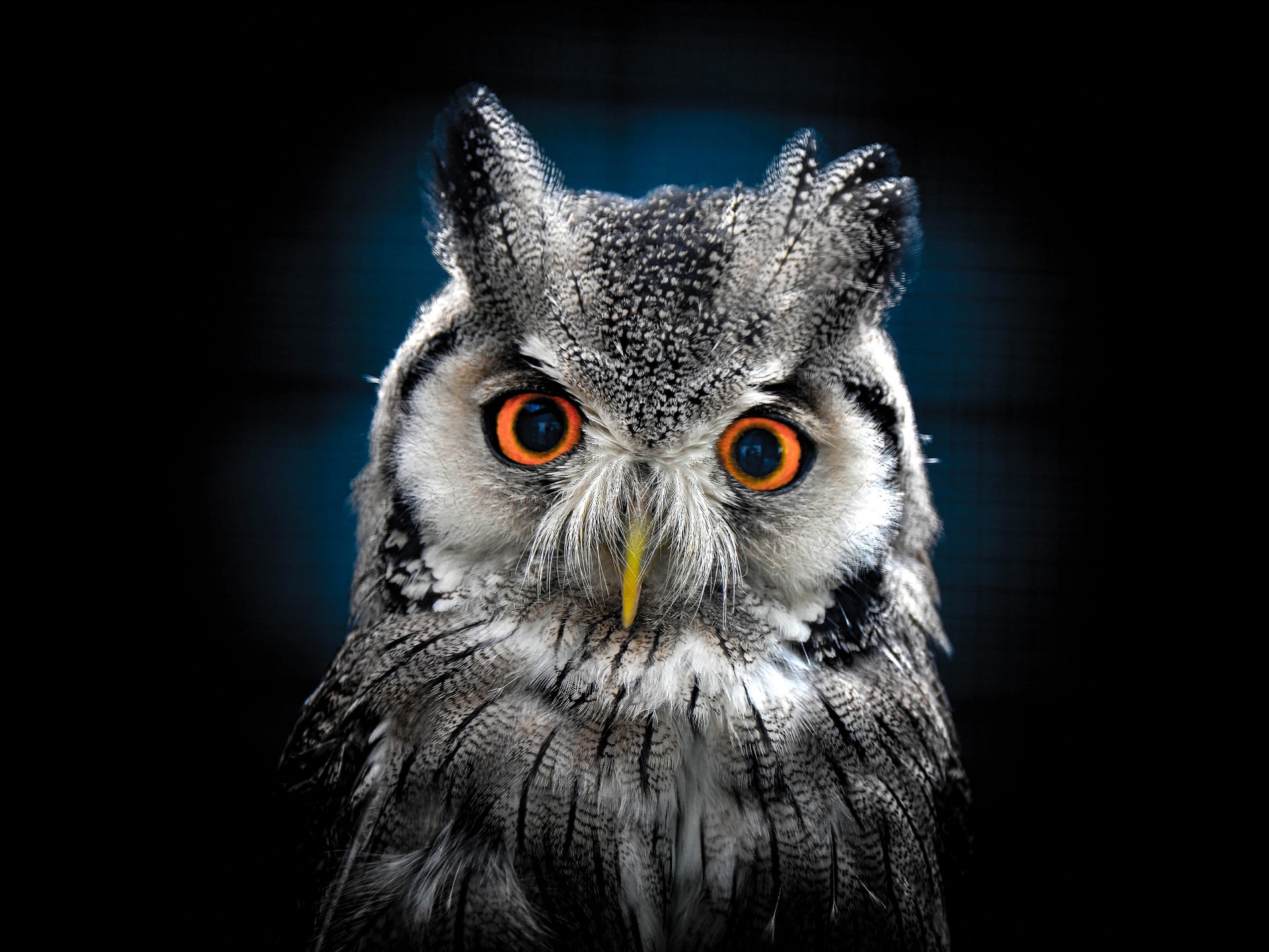 Owl Wallpaper Hd , HD Wallpaper & Backgrounds