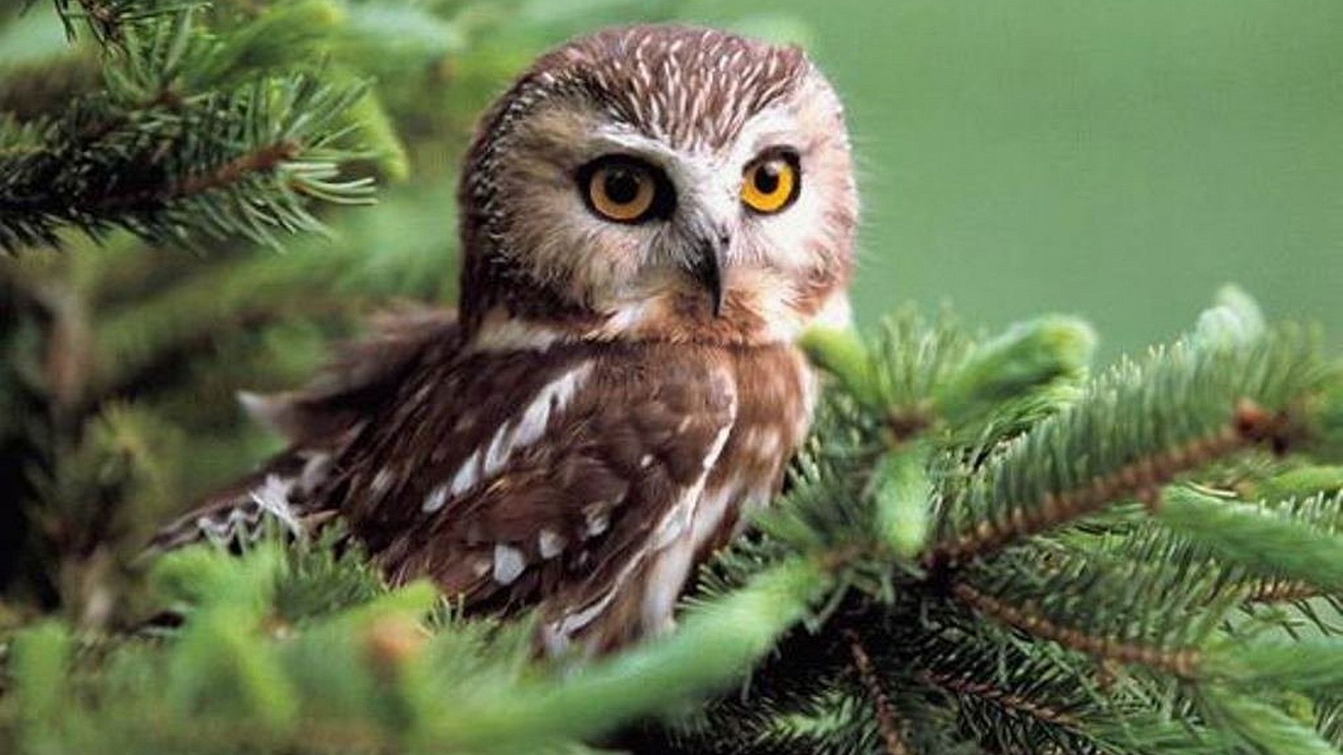 Owl Wallpaper - Owls Hd , HD Wallpaper & Backgrounds