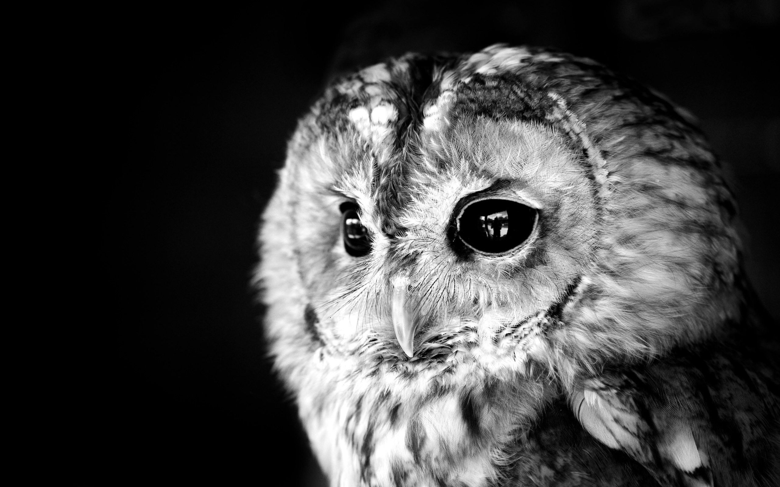 Owl Wallpapers Hd Desktop > - Black N White Owl , HD Wallpaper & Backgrounds