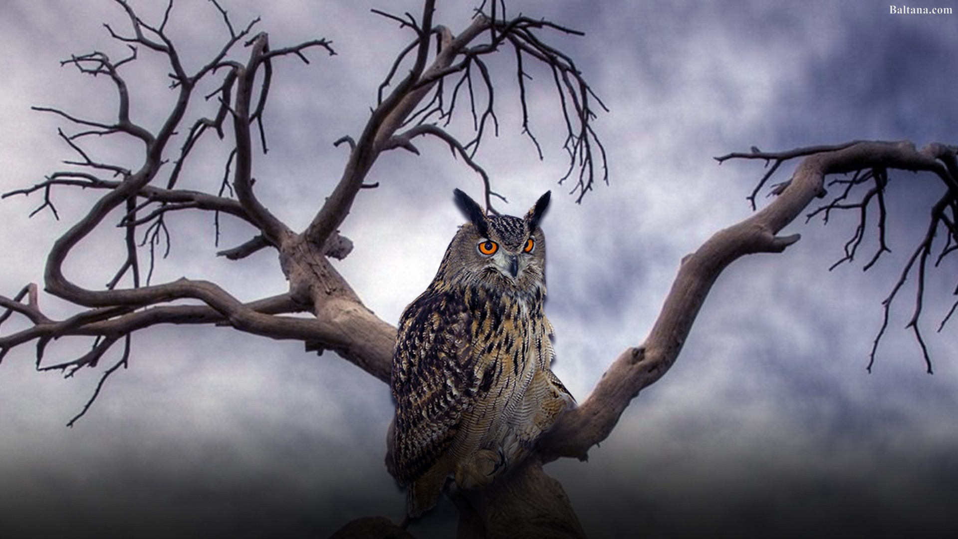 Owl Wallpaper Old Tree Hd 310849 Hd Wallpaper Backgrounds