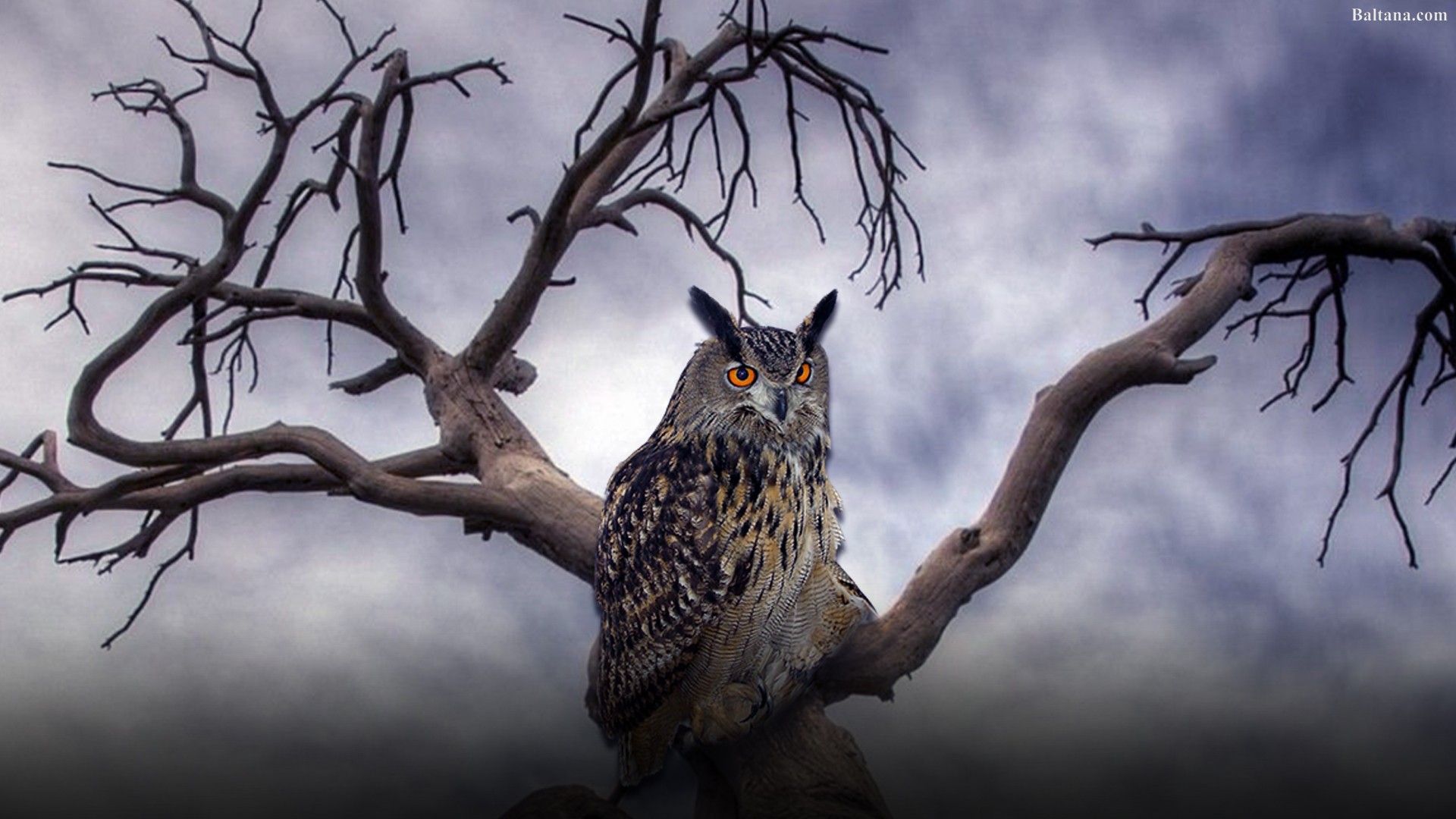 Owl Wallpaper - Old Tree Hd , HD Wallpaper & Backgrounds