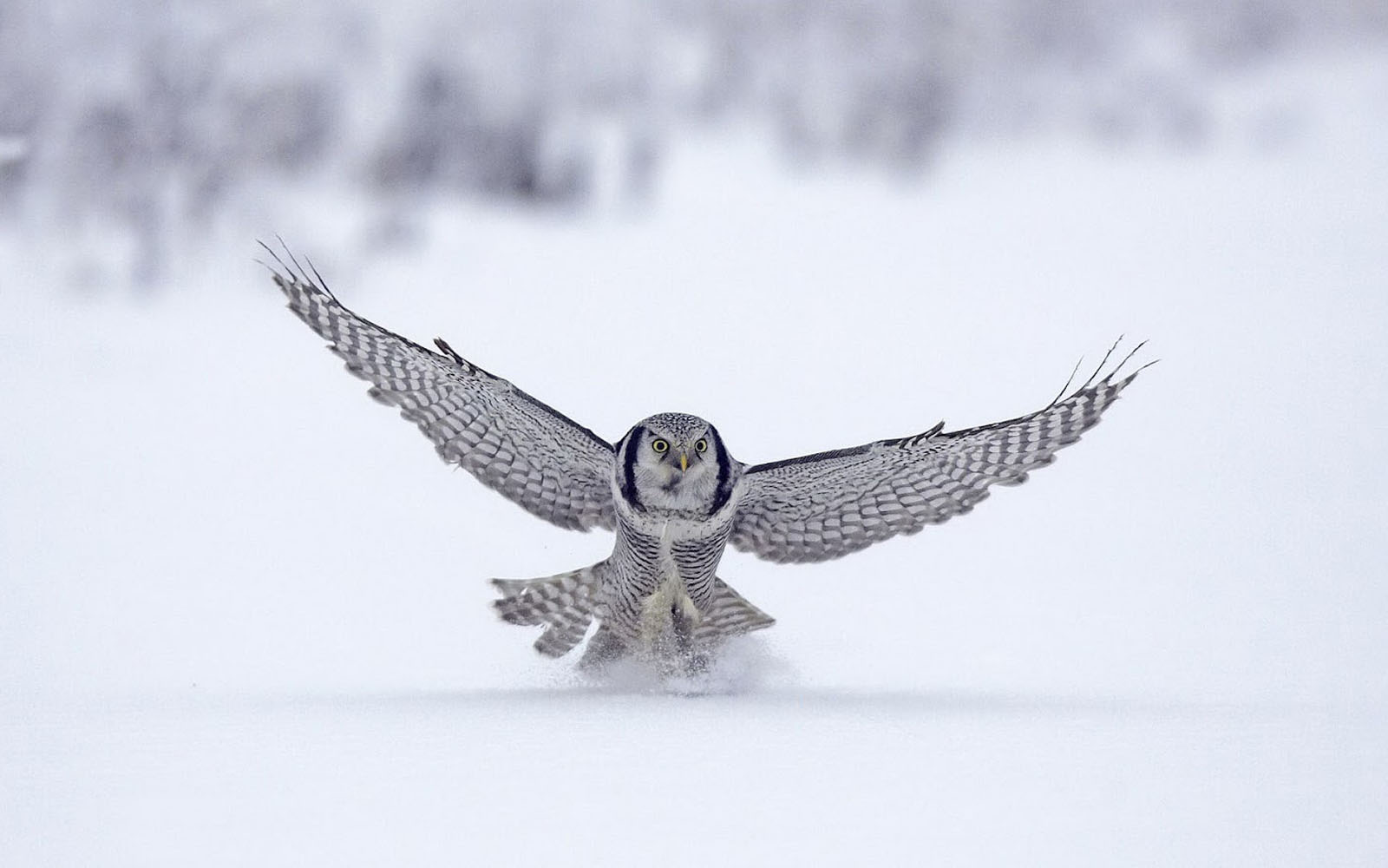 White Owl Wallpapers - Winter Owl Wallpapers Hd , HD Wallpaper & Backgrounds