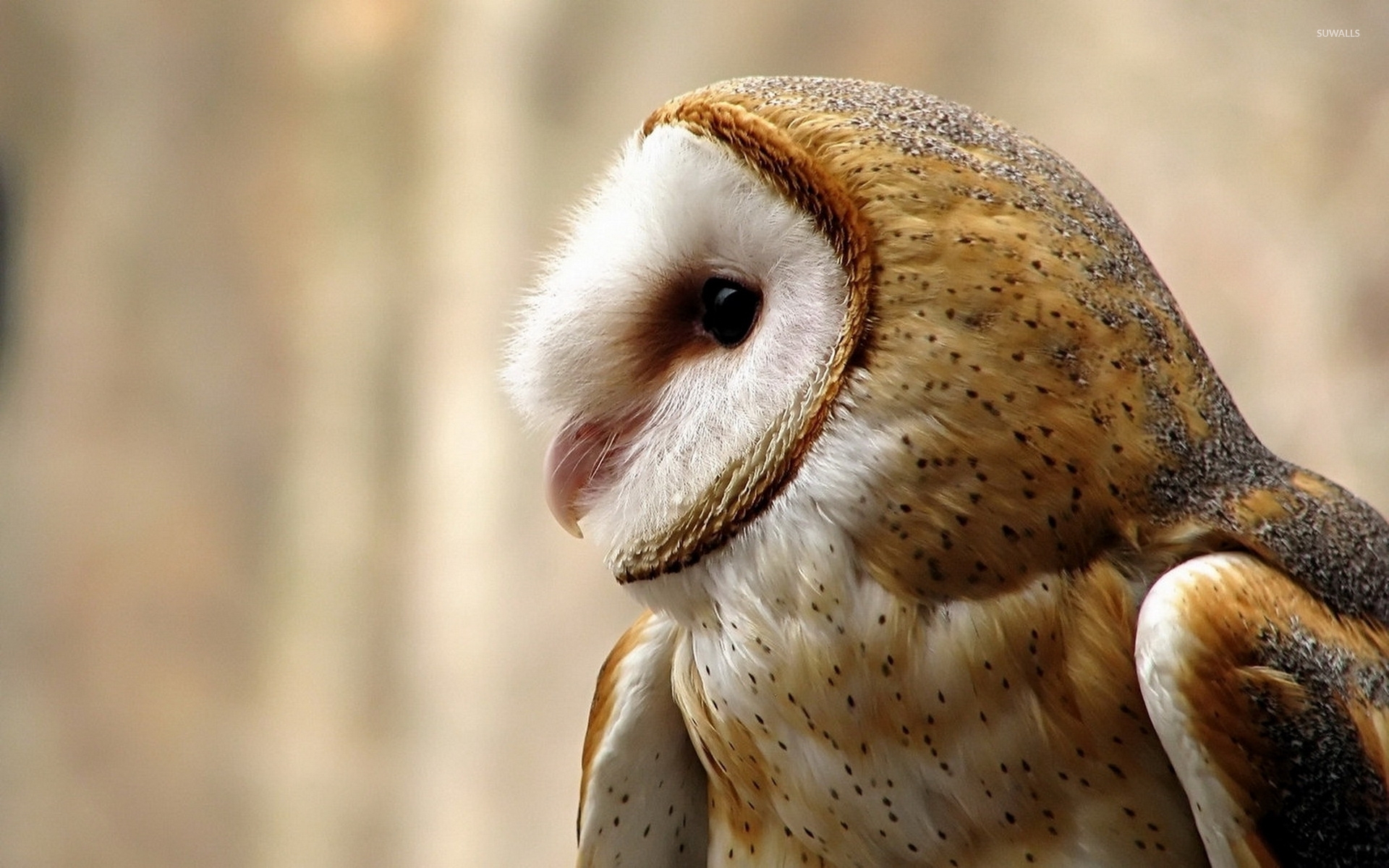 Barn Owl Wallpaper - Barn Owl Wallpaper 4k , HD Wallpaper & Backgrounds
