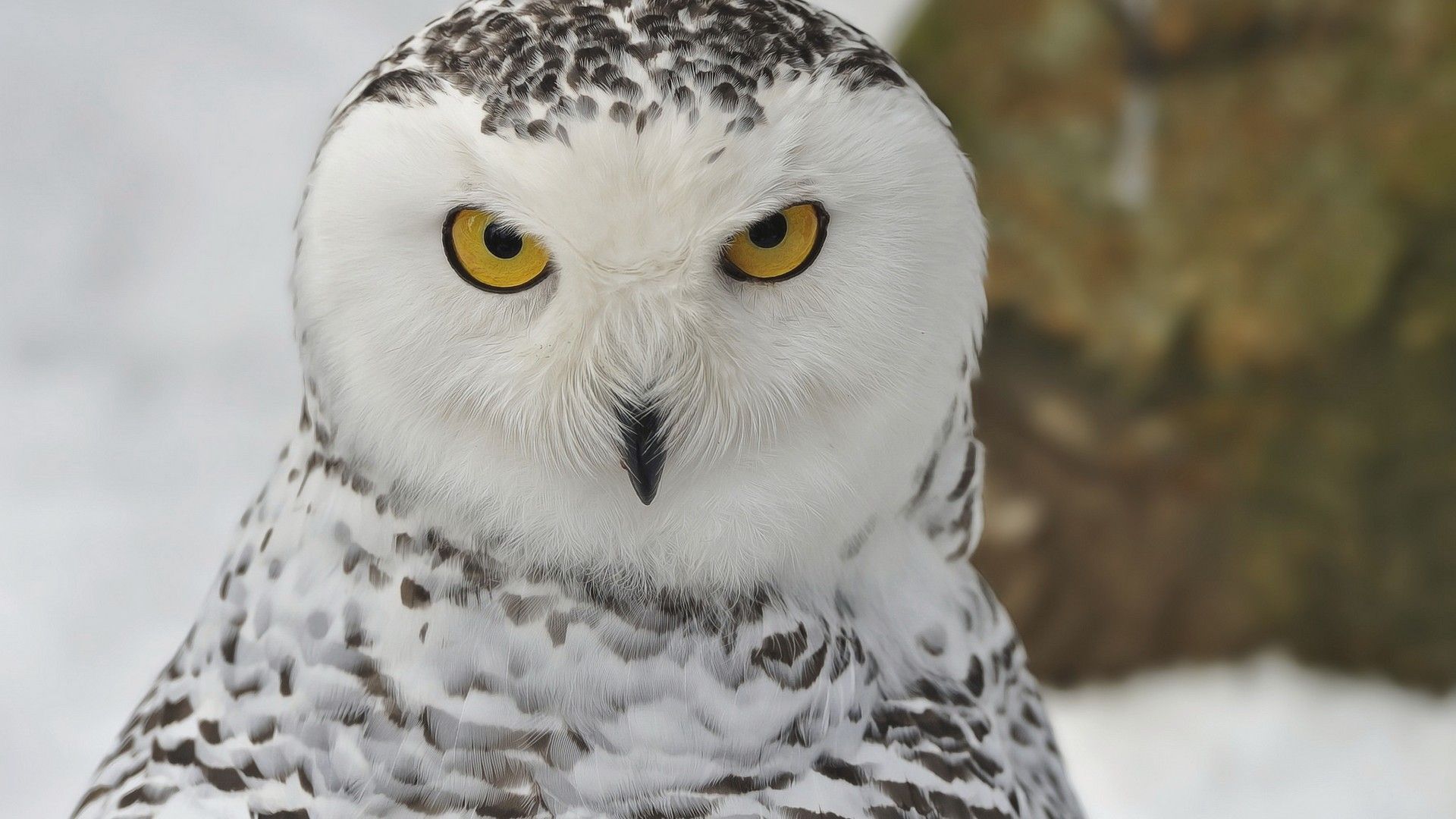 Snowy Owl Wallpapers Hd Download - Hd Wallpapers Snowy Owl , HD Wallpaper & Backgrounds