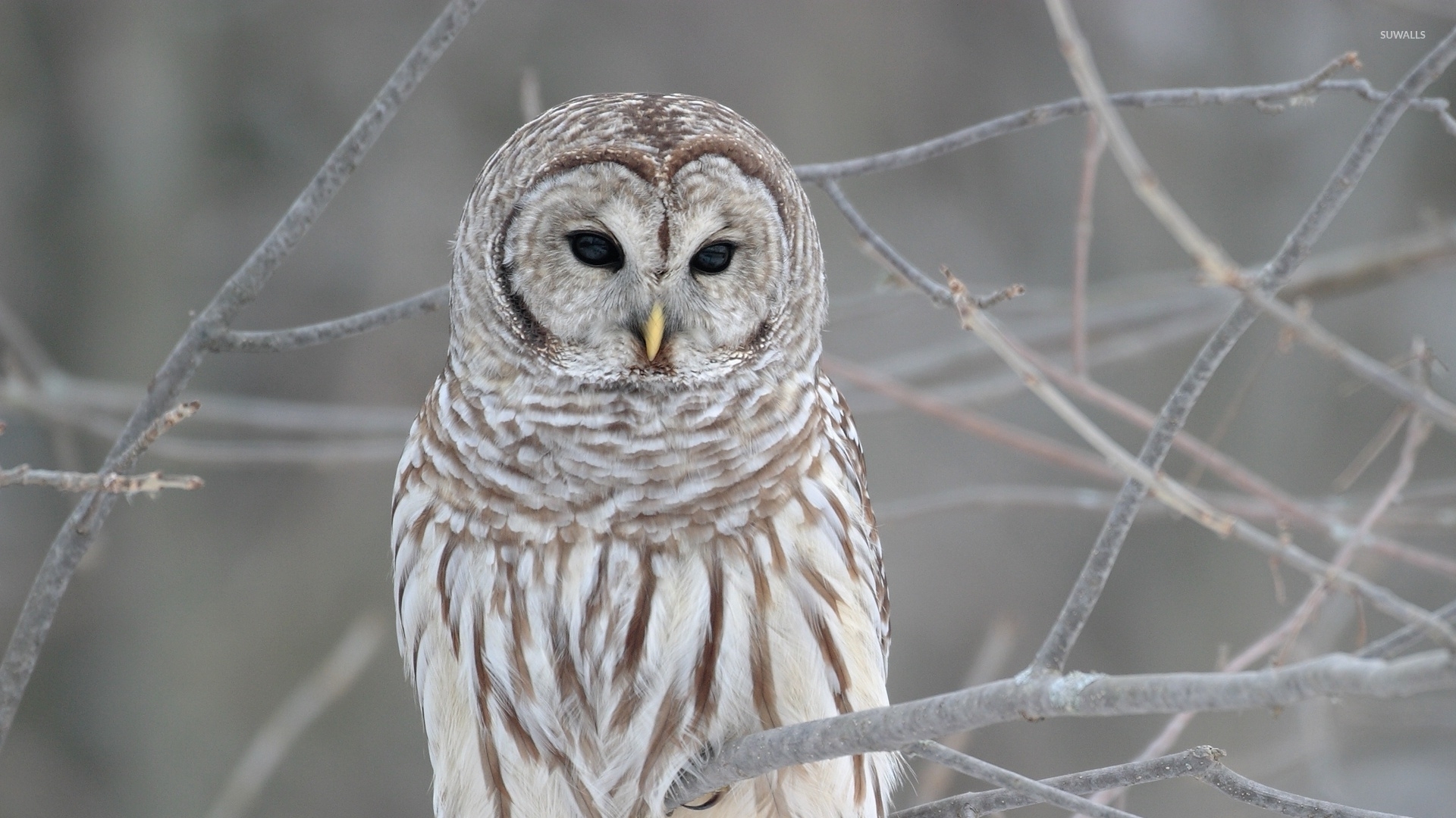 Barred Owl Wallpaper - Barred Owl High Definition , HD Wallpaper & Backgrounds