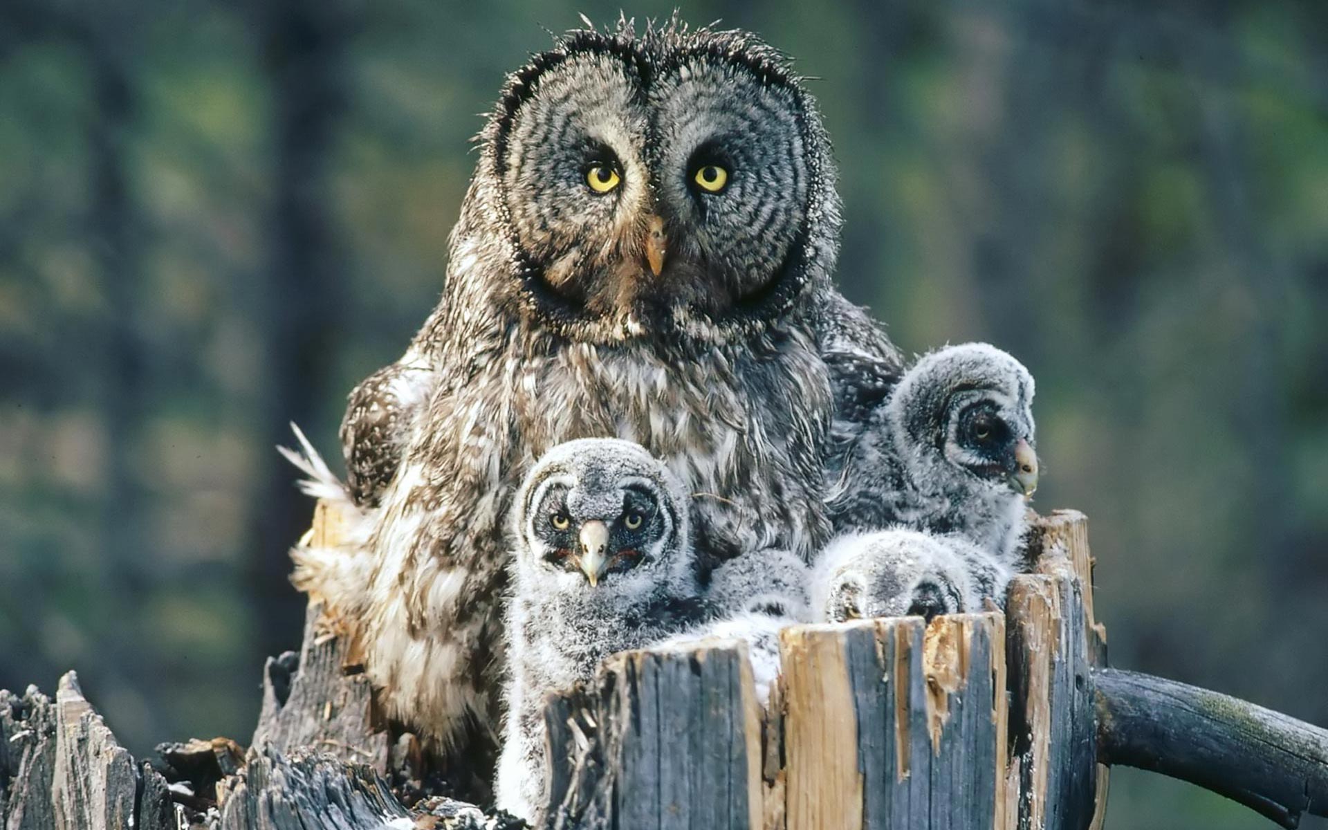 Baby Great Grey Owl , HD Wallpaper & Backgrounds