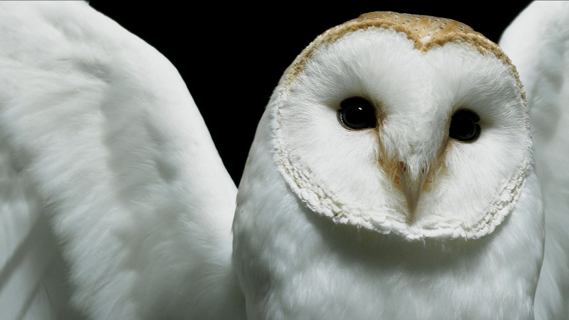 White Owl Wallpapers Hd Pictures Images Windows 4k - Deftones Diamond Eyes , HD Wallpaper & Backgrounds
