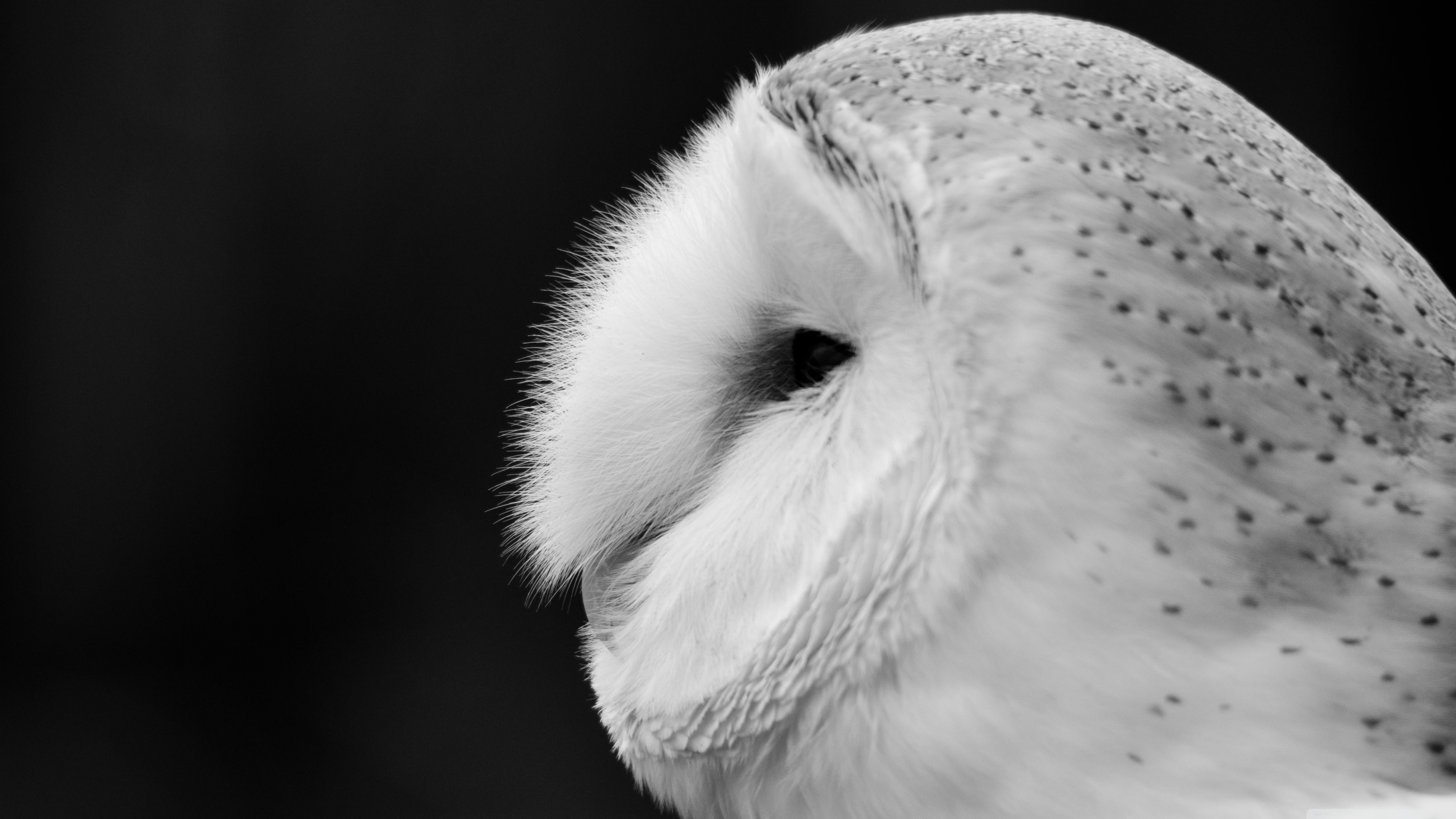 Barn Owl Wallpaper Hd - Owl Hd Black White , HD Wallpaper & Backgrounds