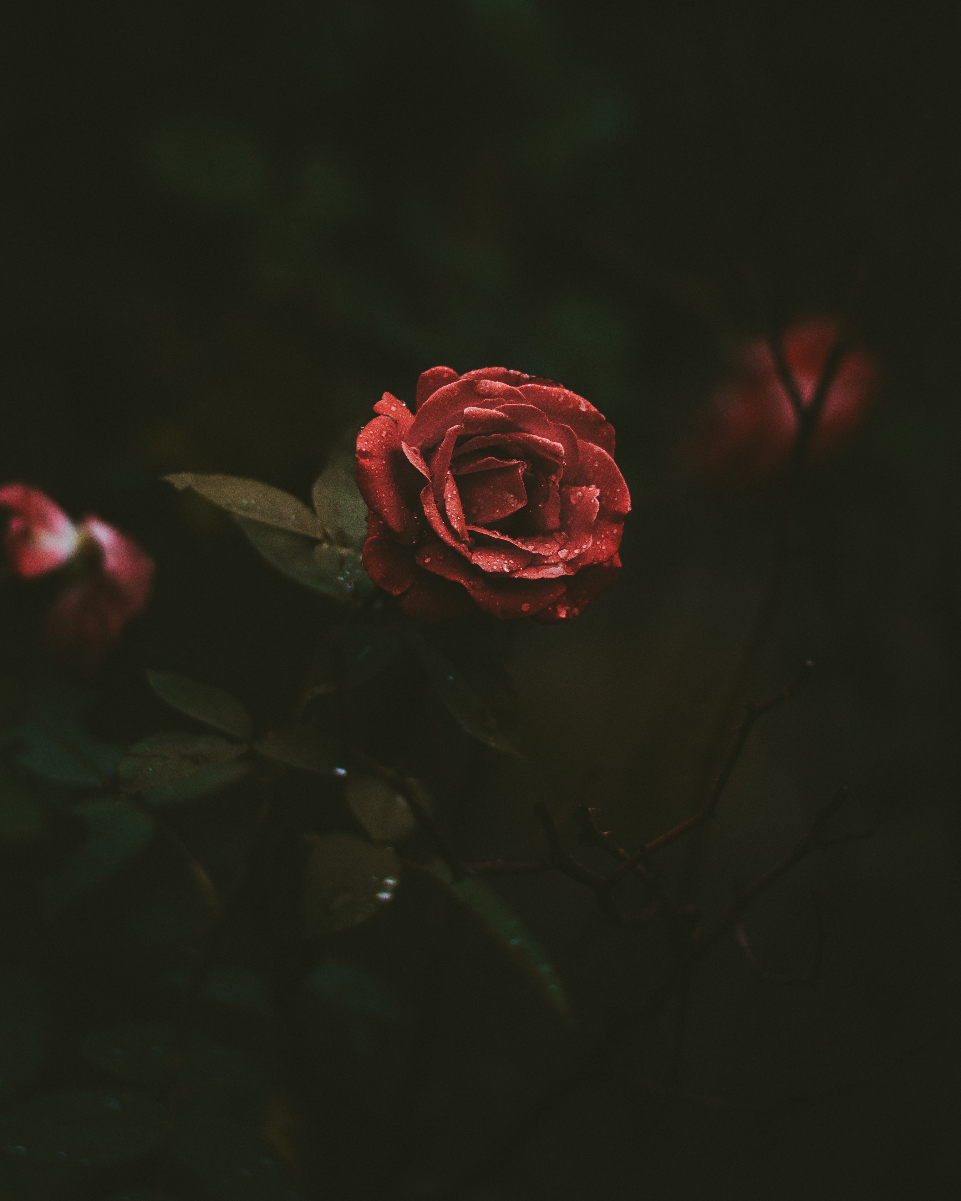 The Ruby Rose Android Wallpaper Vintage Grunge Tumblr Rose