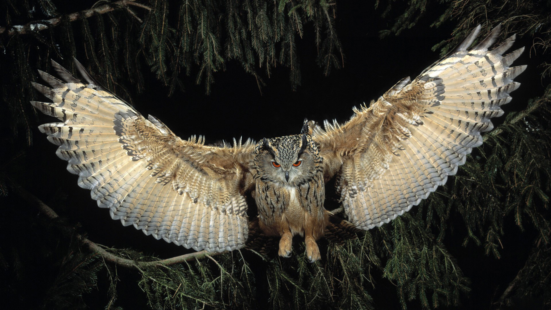 Great Horned Owl Wallpaper - Hunting Owl , HD Wallpaper & Backgrounds