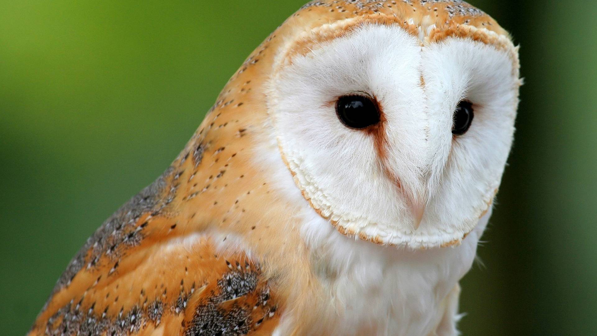 Barn Owl Wallpaper - Desktop Background Owls , HD Wallpaper & Backgrounds