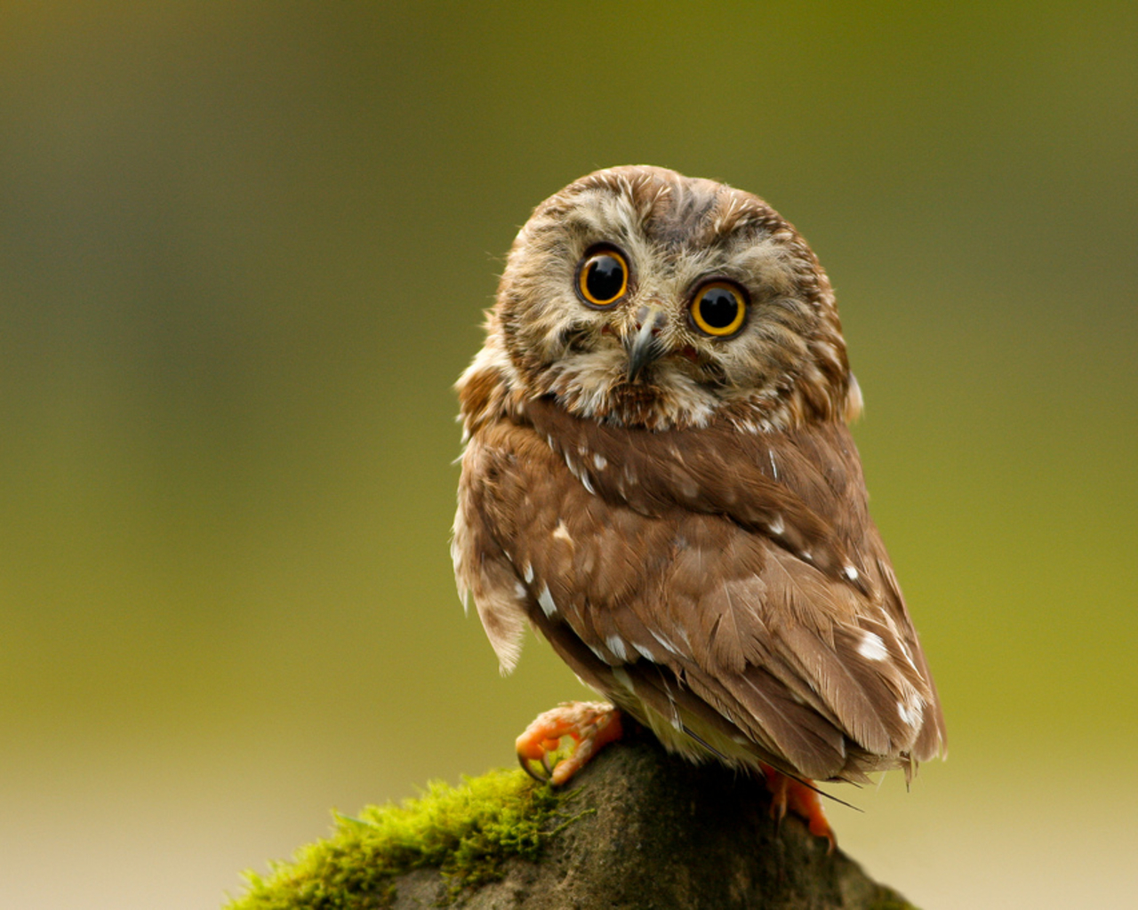 Cute Owl Wallpaper - Northern Saw Whet Owl Gif , HD Wallpaper & Backgrounds