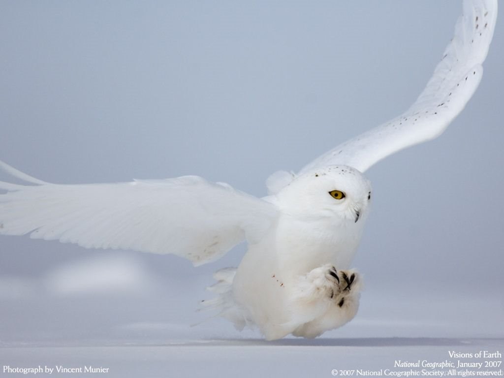 White Owl Wallpapers Hd 8 High Definition - Snowy Owl , HD Wallpaper & Backgrounds