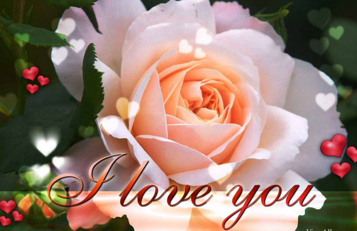 Elegant I Love You Hd Wallpaper - Beautiful Flower With I Love You , HD Wallpaper & Backgrounds