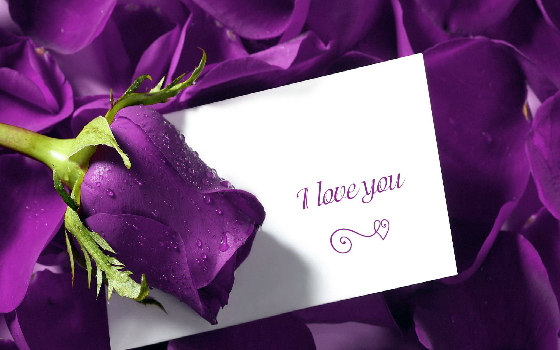 25 Free Hd I Love You Wallpapers Cute I Love You Images - Purple Rose Of Love , HD Wallpaper & Backgrounds