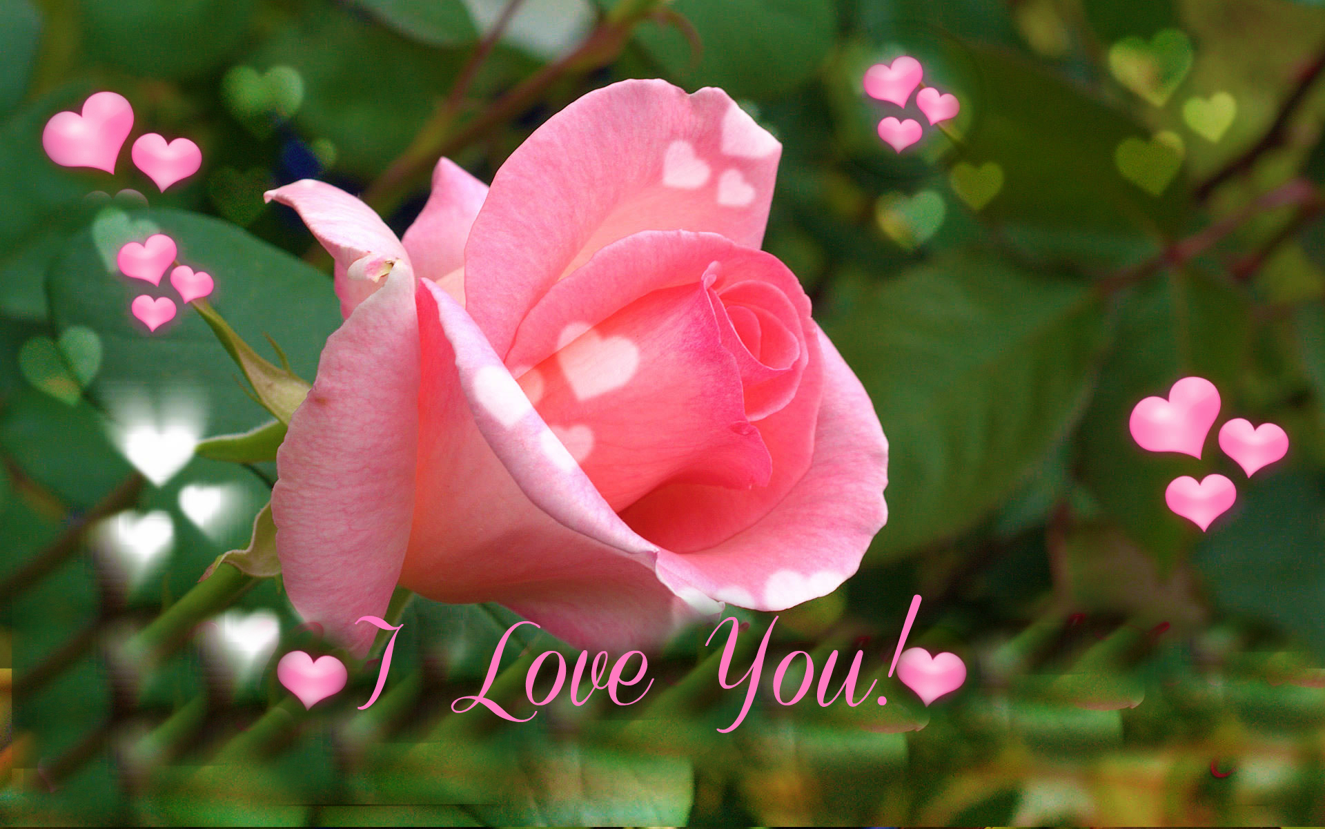 I Love You Pink Rose For Valentine S Day Wallpapers - Rose L Love U , HD Wallpaper & Backgrounds