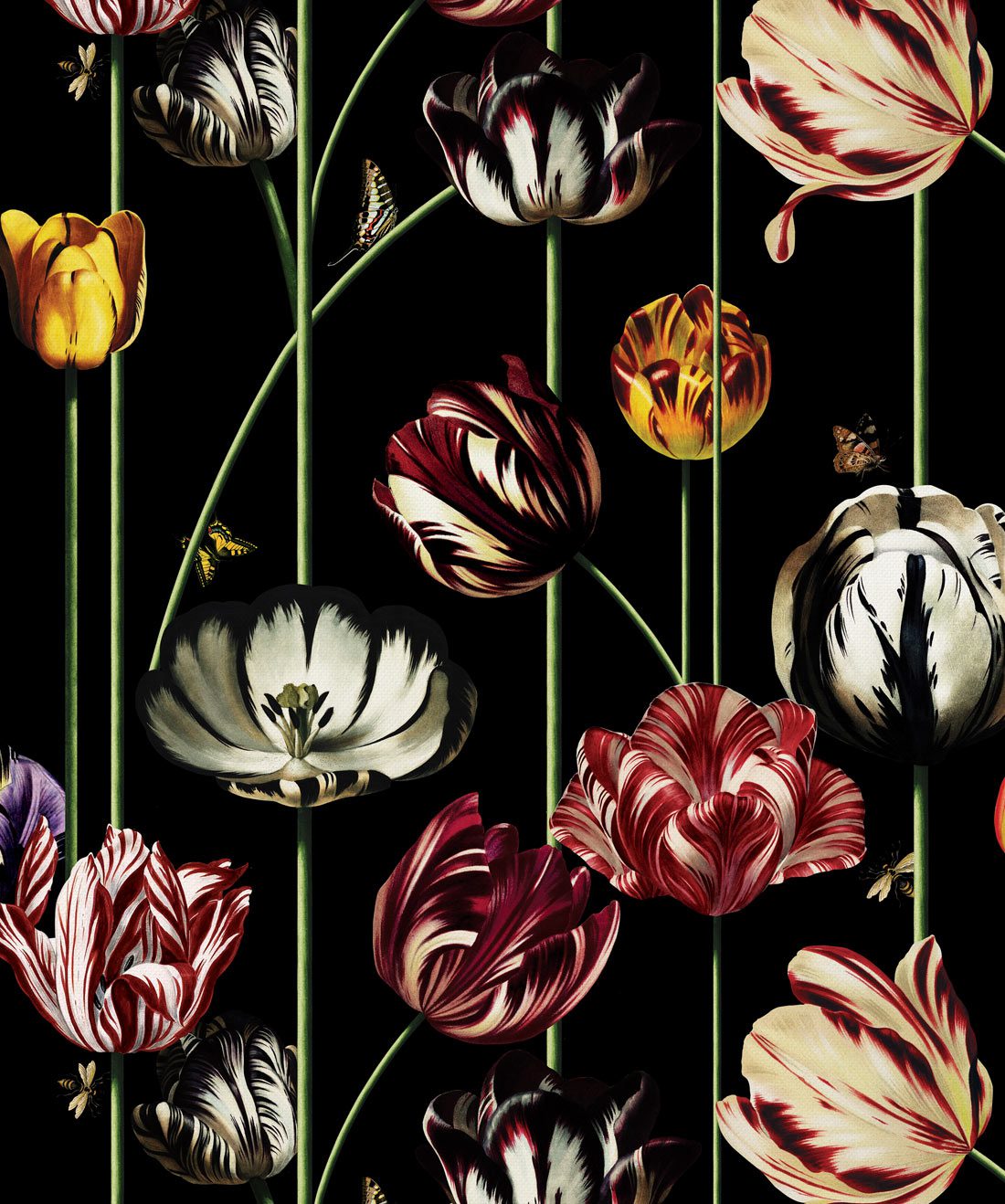 Tulipa Lux - Wallpaper , HD Wallpaper & Backgrounds
