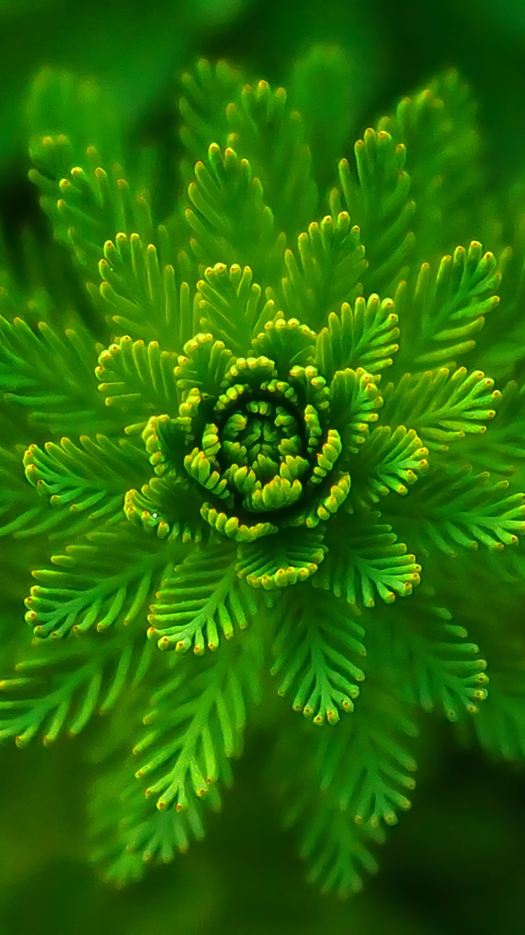 Algae - Green Wallpaper Hd For Mobile , HD Wallpaper & Backgrounds