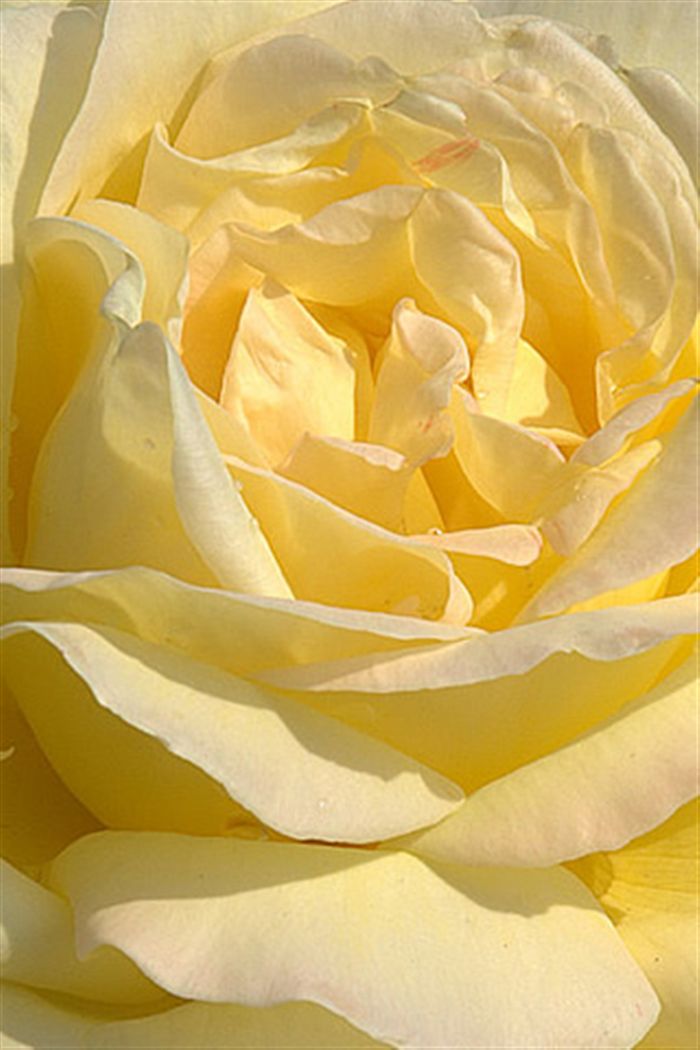 Yellow And White Rose , HD Wallpaper & Backgrounds