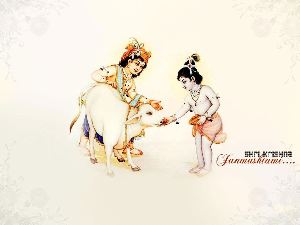 Krishna Janmashtami High Resolution - Lord Krishna Feeding Cow , HD Wallpaper & Backgrounds