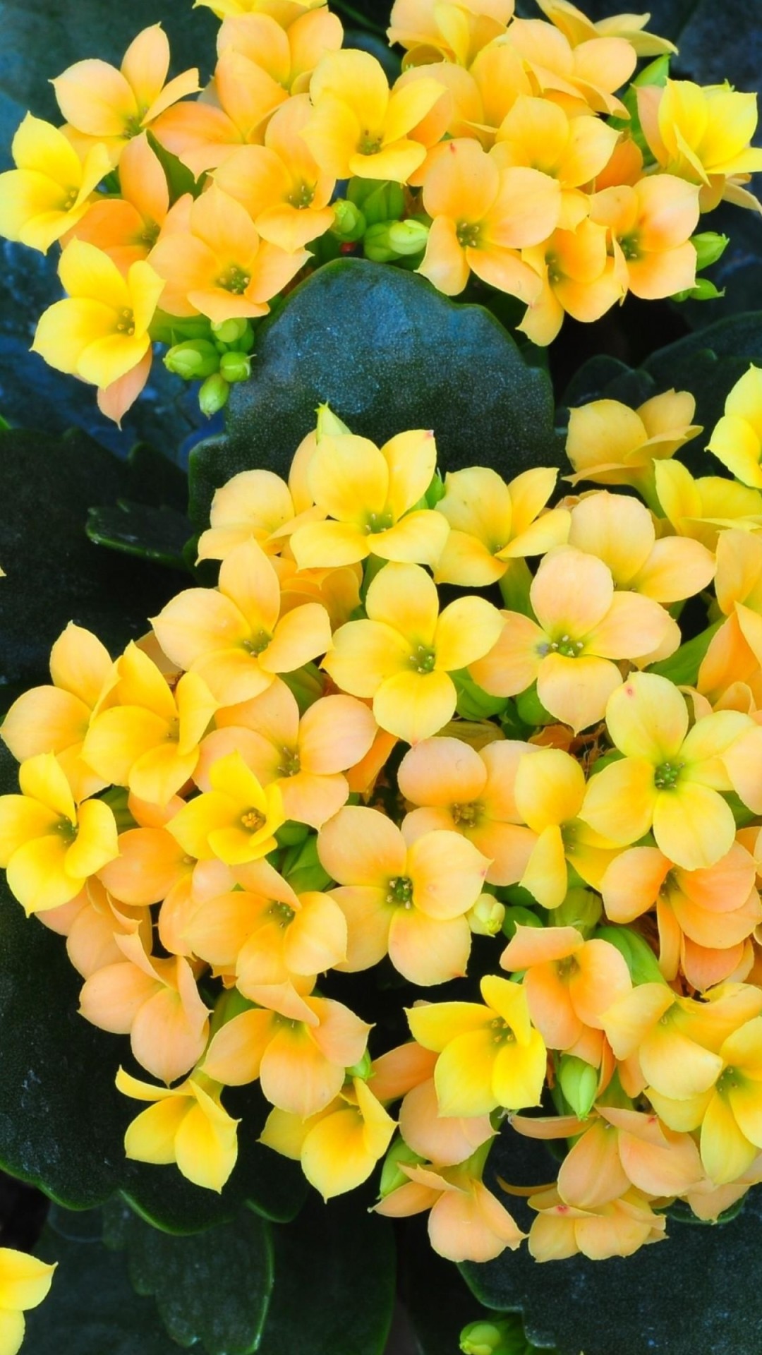 Nature Flowers Bokeh Depth Of Field Yellow Flowers - Yellow Flowers Wall Papers , HD Wallpaper & Backgrounds